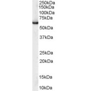 abx430789 (0.1 µg/ml) staining of HEK293 lysate (35 µg protein in RIPA buffer). Detected by chemiluminescence.