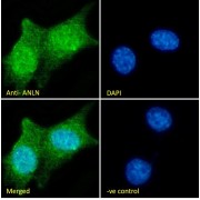 Immunofluorescence analysis of paraformaldehyde fixed NIH3T3 cells, permeabilized with 0.15% Triton. Primary incubation 1hr (10 µg/ml) followed by AF488 secondary antibody (2 µg/ml), showing nuclear and cytoplasmic staining. The nuclear stain is DAPI (blue). Negative control: Unimmunized goat IgG (10 µg/ml) followed by AF488 secondary antibody (2 µg/ml).