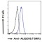 Amyotrophic Lateral Sclerosis 2 Chromosomal Region Candidate Gene 3 Protein (ALS2CR3) Antibody