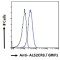 Amyotrophic Lateral Sclerosis 2 Chromosomal Region Candidate Gene 3 Protein (ALS2CR3) Antibody