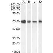 abx430800 staining (0.1 µg/ml) of Human Placenta lysate (RIPA buffer, 35 µg total protein per lane). Detected by chemiluminescence.