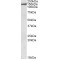 Erythrocyte Membrane Protein Band 4.1 Like 3 (EPB41L3) Antibody