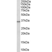 abx430803 (0.3 µg/ml) staining of Human Liver lysate (35 µg protein in RIPA buffer). Primary incubation was 1 hour. Detected by chemiluminescence.