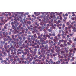 P27KIP1 Antibody