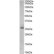 abx430807 (0.1 µg/ml) staining of Human Prostate lysate (35 µg protein in RIPA buffer). Primary incubation was 1 hour. Detected by chemiluminescence.