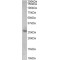 P27KIP1 Antibody