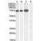 Rac-GTPase Activating Protein 1 (RACGAP1) Antibody