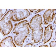 abx430815 (2 µg/ml staining of paraffin embedded Human Kidney. Steamed antigen retrieval with citrate buffer pH 6, HRP-staining.