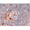 Zinc Finger CCHC Domain-Containing Protein 11 (ZCCHC11) Antibody