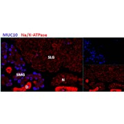 Immunohistochemistry analysis of Mouse salivary gland using Proline Rich, Lacrimal 1 / MUC10 (PROL1) Antibody (2.9 µg/ml), showing staining in the submandibular salivary gland (SMG), but not the sublingual salivery gland (SLG) in mouse.