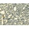 Tensin 1 (TNS1) Antibody