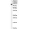 Gelsolin (GSN) Antibody