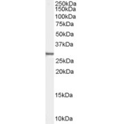 abx430839 (0.01 µg/ml) staining of Human HEK293 cell lysate (35 µg protein in RIPA buffer). Primary incubation was 1 hour. Detected by chemiluminescence.