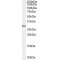 Syntenin Antibody