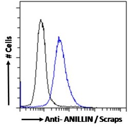 ANILLIN (ANLN) Antibody
