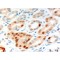 ANILLIN (ANLN) Antibody