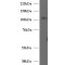 Protein Unc-13 Homolog D (Munc13-4) Antibody