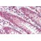 Beta-Defensin 107 (DEFB107A) Antibody
