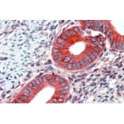 abx430852 (2.1 µg/ml staining of paraffin embedded Human Uterus. Steamed antigen retrieval with citrate buffer pH 6, AP-staining.