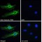 Granulin (GRN) Antibody