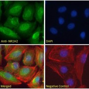 abx430856 Immunofluorescence analysis of paraformaldehyde fixed U2OS cells, permeabilized with 0.15% Triton. Primary incubation 1hr (10 µg/ml) followed by AF488 secondary antibody (2 µg/ml), showing nuclear staining. Actin filaments were stained with phalloidin (red) and the nuclear stain is DAPI (blue). Negative control: Unimmunized goat IgG (10 µg/ml) followed by AF488 secondary antibody (2 µg/ml).