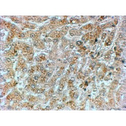 Protein Phosphatase 1, Regulatory Subunit 15A (PPP1R15A) Antibody