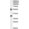 Transmembrane Protease, Serine 5 (TMPRSS5) Antibody