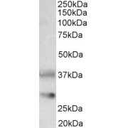 abx430866 (0.1 µg/ml) staining of Rat Brain lysate (35 µg protein in RIPA buffer). Primary incubation was 1 hour. Detected by chemiluminescence.