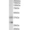 Clusterin (CLU) Antibody