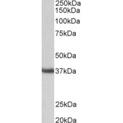 abx430867 (0.3 µg/ml) staining of Mouse Testis lysate (35 µg protein in RIPA buffer). Detected by chemiluminescence.