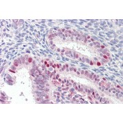 abx430872 (3.75 µg/ml staining of paraffin embedded Human Uterus. Steamed antigen retrieval with citrate buffer pH 6, AP-staining.