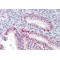 Membrane Associated Ring-CH-Type Finger 7 (MARCHF7) Antibody