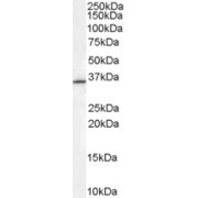 abx430873 (0.3 µg/ml) staining of HEPG2 cell lysate (35 µg protein in RIPA buffer). Primary incubation was 1 hour. Detected by chemiluminescence.