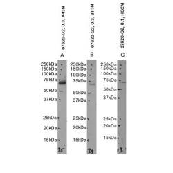 C14orf169 Antibody