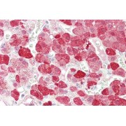 abx430882 (3.75 µg/ml staining of paraffin embedded Human Adrenal Gland. Steamed antigen retrieval with citrate buffer pH 6, AP-staining.