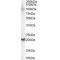 GTRAP3-18 Antibody