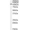Insulysin Antibody