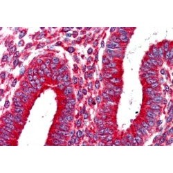 Kinesin 1 (KNS1) Antibody