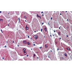 PAR6alpha Antibody