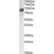 abx430890 (0.2 µg/ml) staining of HeLa lysate (35 µg protein in RIPA buffer). Primary incubation was 1 hour. Detected by chemiluminescence.