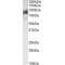 Rab11 Family-Interacting Protein 1 (RAB11FIP1) Antibody