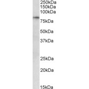 abx430897 (0.3 µg/ml) staining of Human Heart lysate (35 µg protein in RIPA buffer). Primary incubation was 1 hour. Detected by chemiluminescence.