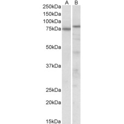 TAp63alpha Antibody