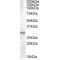 14-3-3 Protein Theta (YWHAQ) Antibody