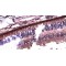 Arrestin-C (ARR3) Antibody