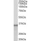 Fibrillarin (FBL) Antibody