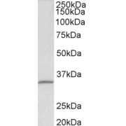 abx430910 (0.1 µg/ml) staining of HEK293 lysate (35 µg protein in RIPA buffer). Primary incubation was 1 hour. Detected by chemiluminescence.
