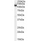 Amphiphysin (AMPH) Antibody