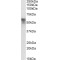 Transcortin Antibody