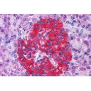 abx430924 (3.8 µg/ml staining of paraffin embedded Human Pancreas. Steamed antigen retrieval with citrate buffer pH 6, AP-staining.